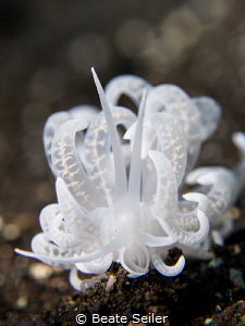 Solar nudi by Beate Seiler 